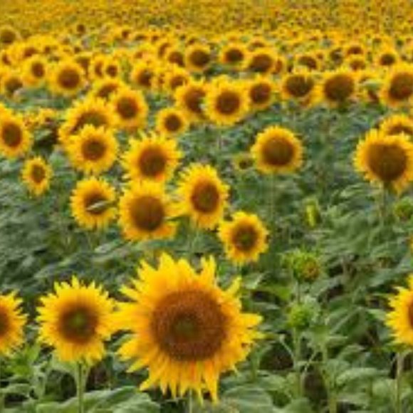 Meet your Posher, Terri - Picture 1 of 1